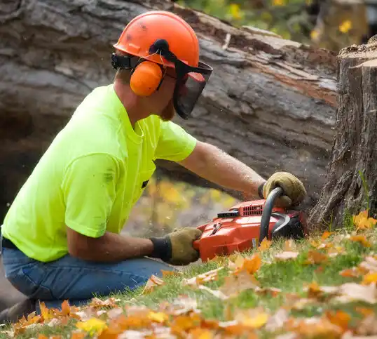 tree services Willoughby